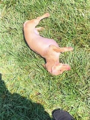 Silly Sausage #fyp #dogsoftiktok #dauchshund