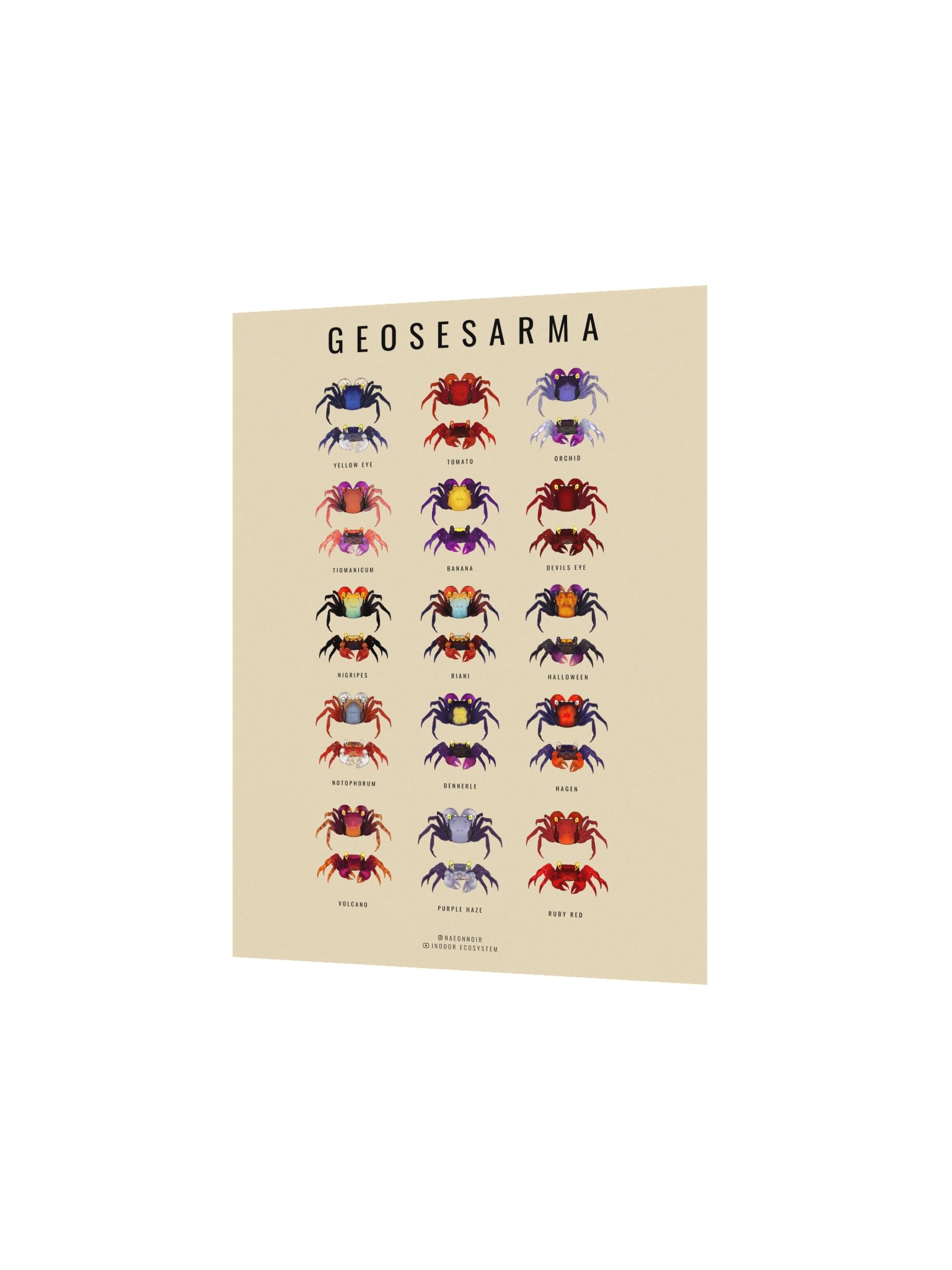 GEOSESARMA VAMPIRE CRAB POSTER (CREAM) product image (2)