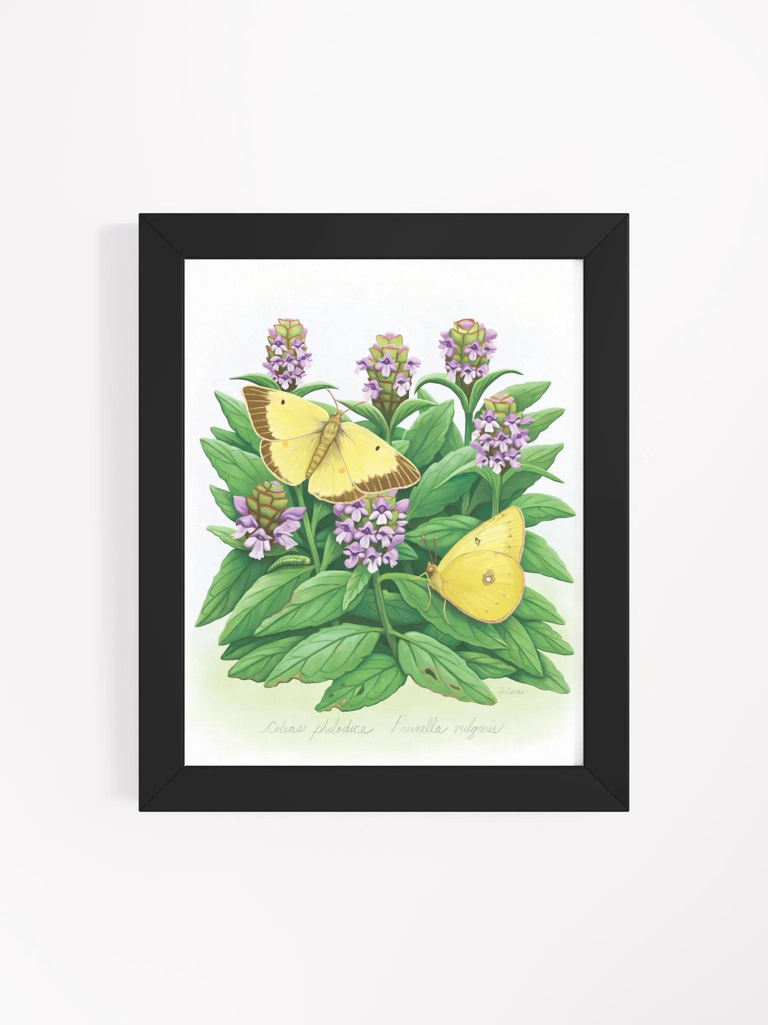 Clouded Sulphur Butterflies product image (37)