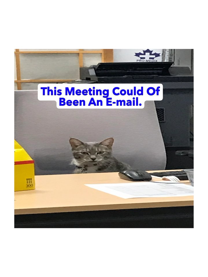 Office Cat Meeting Sticker product image (2)