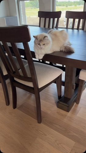 Vivian left today to go to her forever home