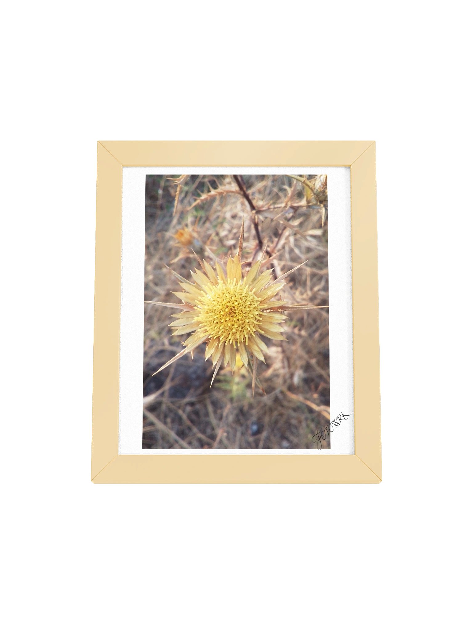 Thistle - Rustic Fine Art Botanical Matte Poster product image (1)