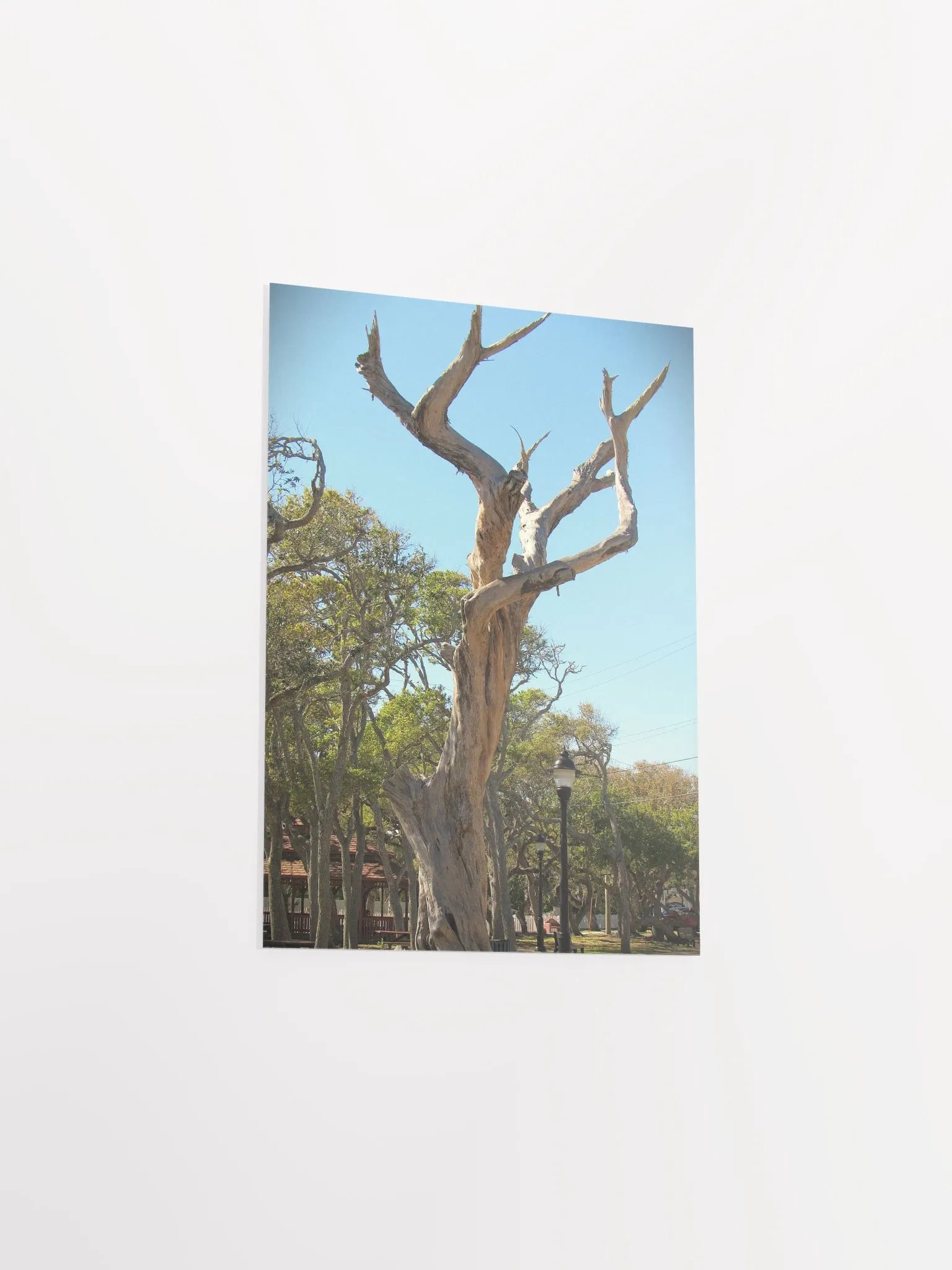 Old Tree product image (33)