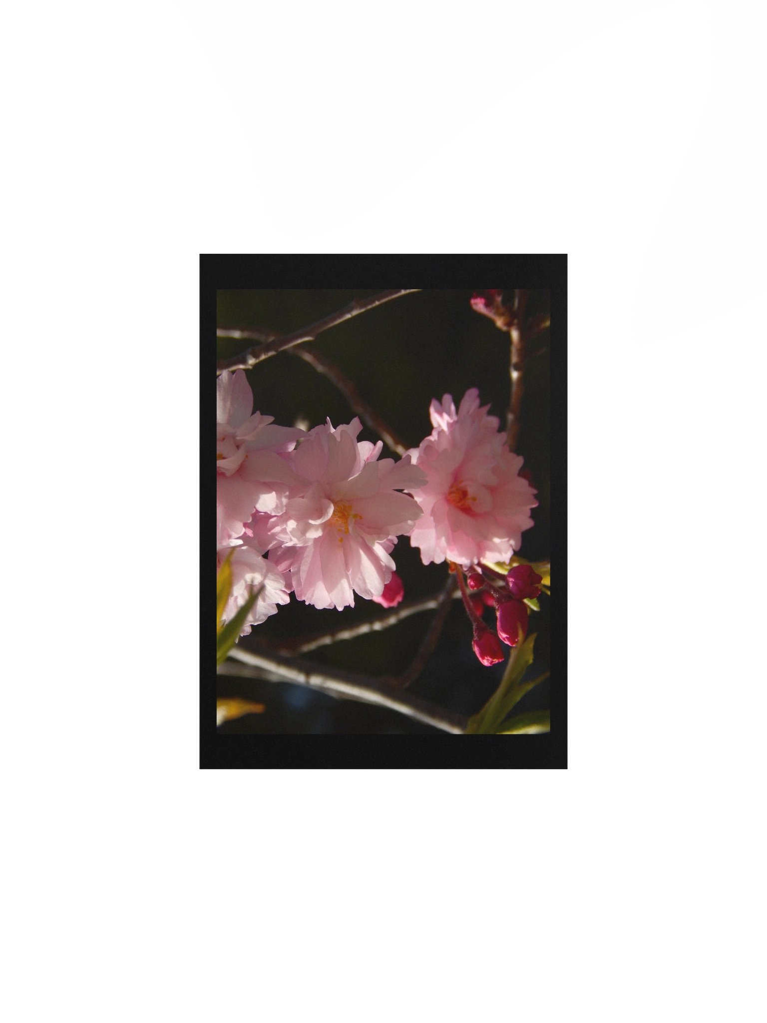 Pink Flowers product image (2)