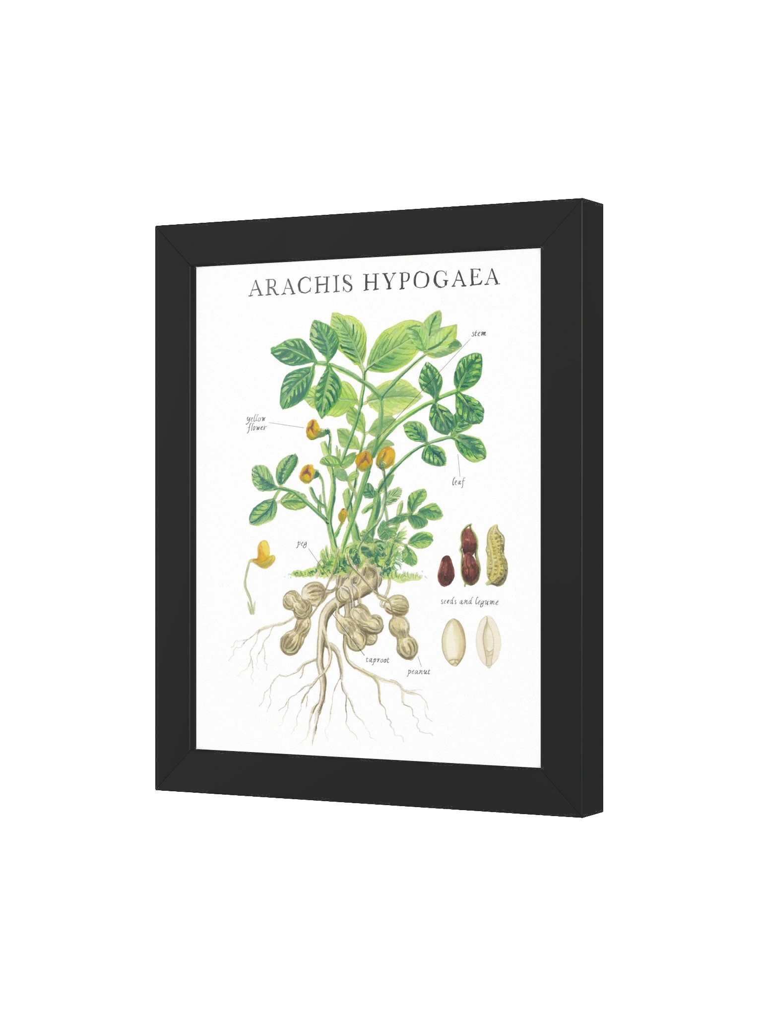 peanut plant product image (3)