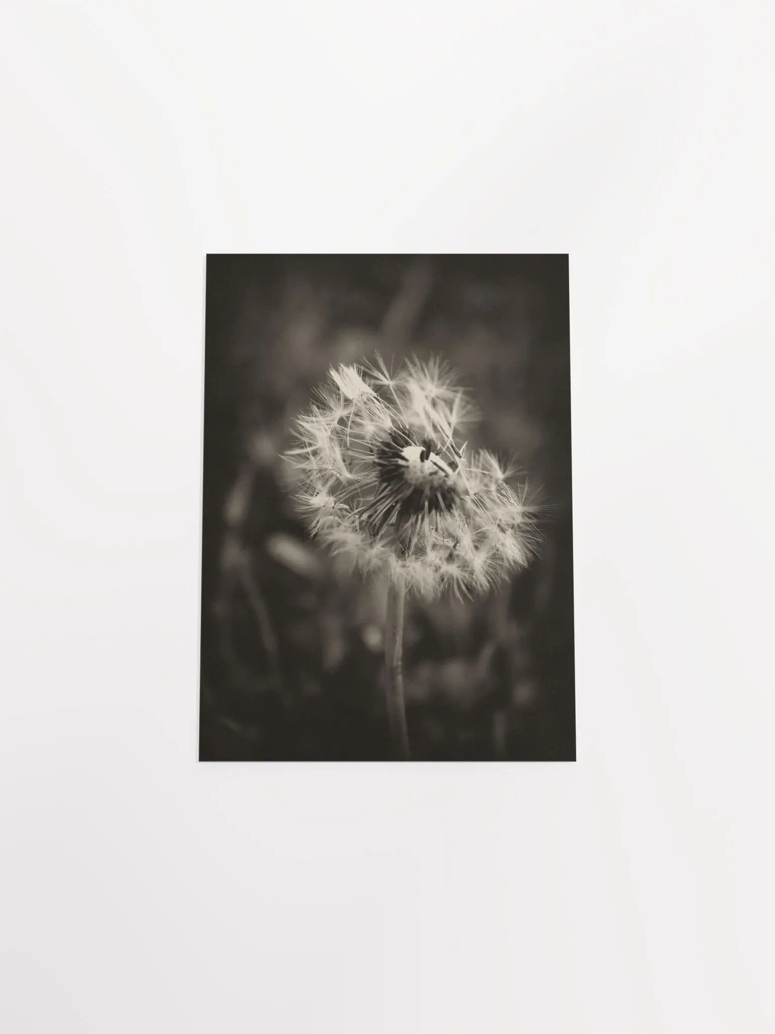 Dandelion product image (32)