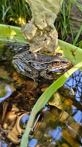 Two weeks ago I found this Southern Leopard Frog in my garden, so I moved it to one of our no mow patches and built it a habi...