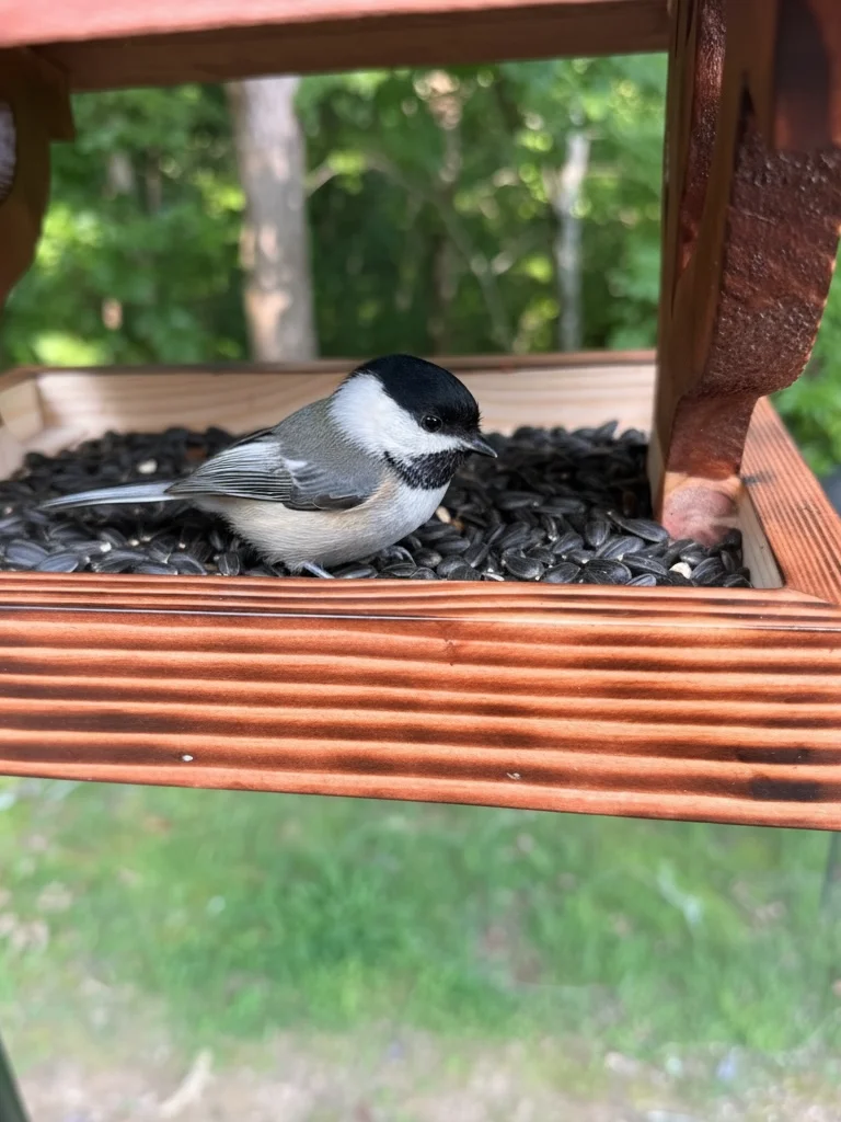 Handcrafted Covered Bird Feeder with Tree Cutout product image (4)