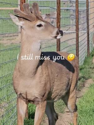 I still hold tight to the memories of our beautiful buck Bo. He will always be the heart of our farm. He was a big boy with a big personality.  I still miss you, Bo.  #missyou #memories  #farmtok 