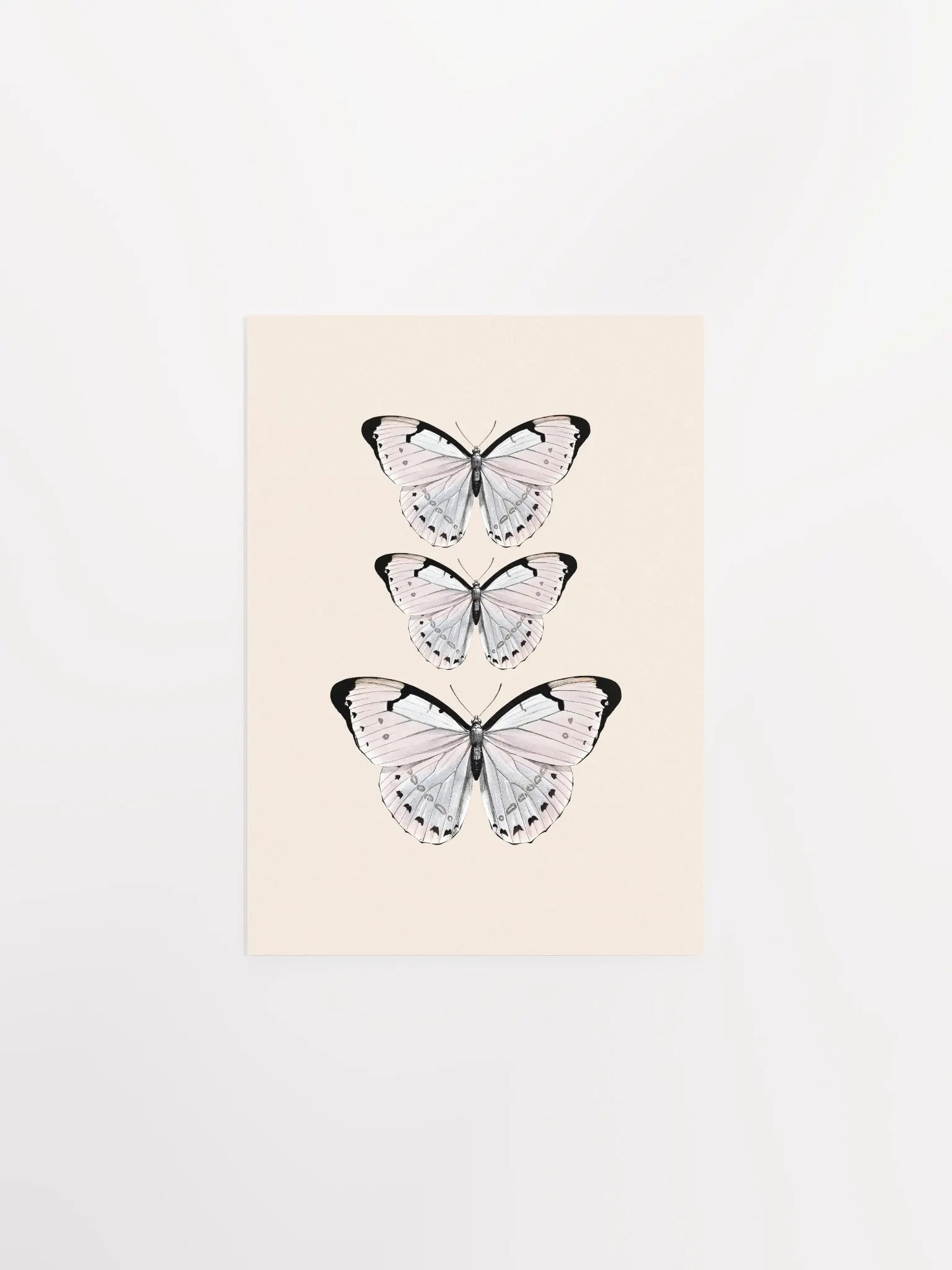 Butterfly Trio Matte Poster product image (5)