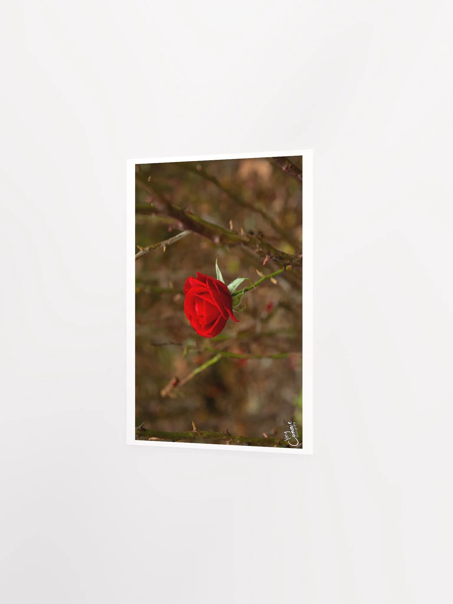 Roses Thorns - Print product image (2)