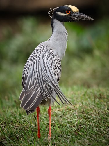 Part of yesterday morning was spent with the yellow-crowned night herons. Spotting them is usually a fifty-fifty shot, but wh...