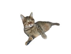 Blind Cat Dmitri