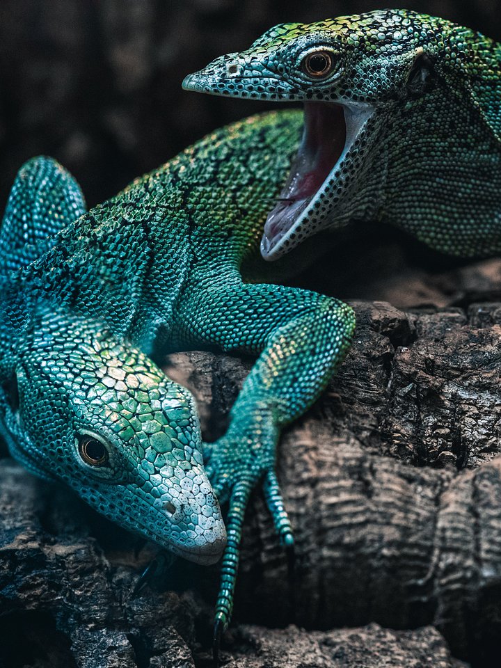 Pair Of Blue Green Tree Monitors product image (1)