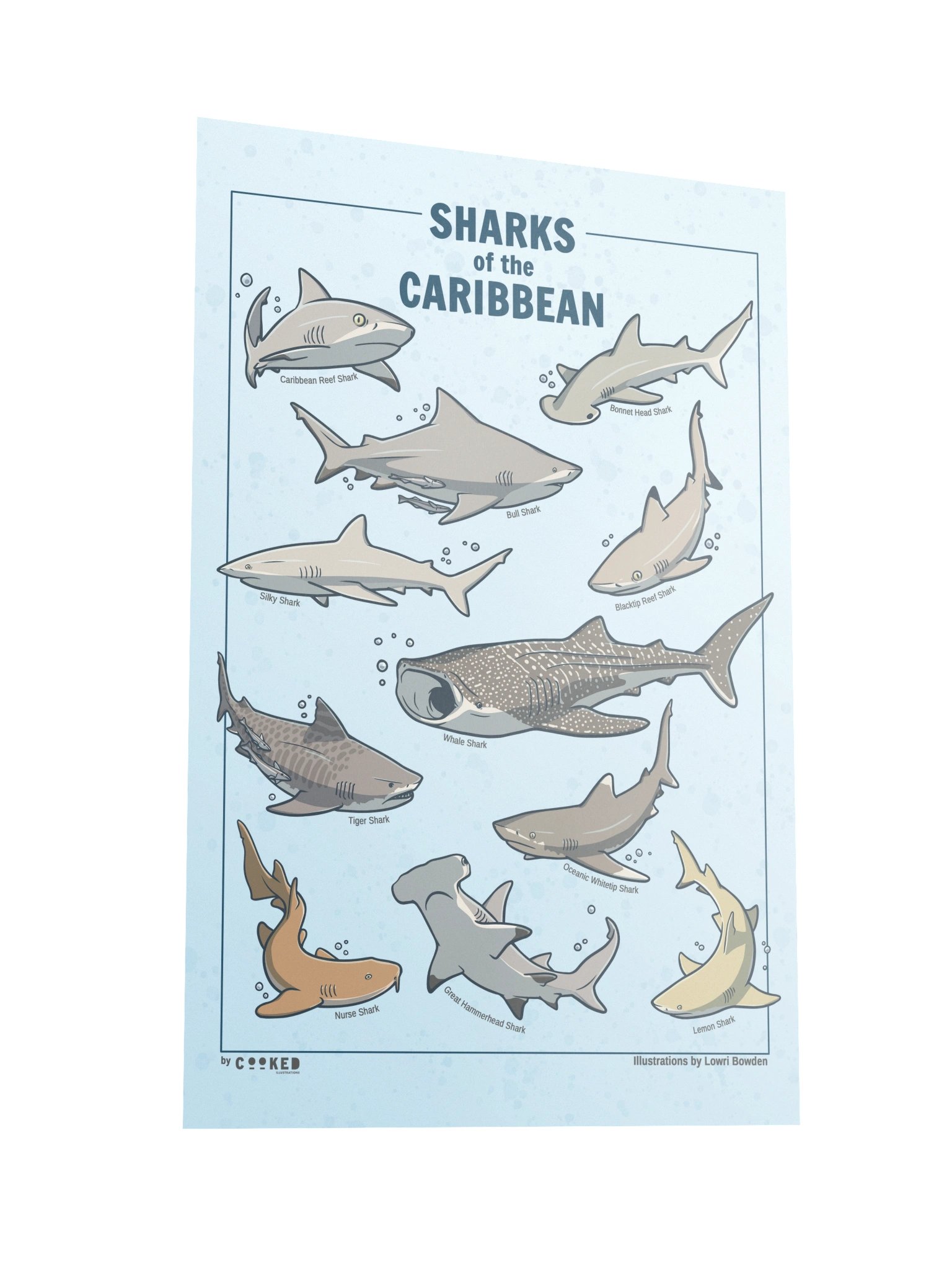 Sharks of the Caribbean - 11 Shark Illustrations - Original Illustrated Poster product image (3)