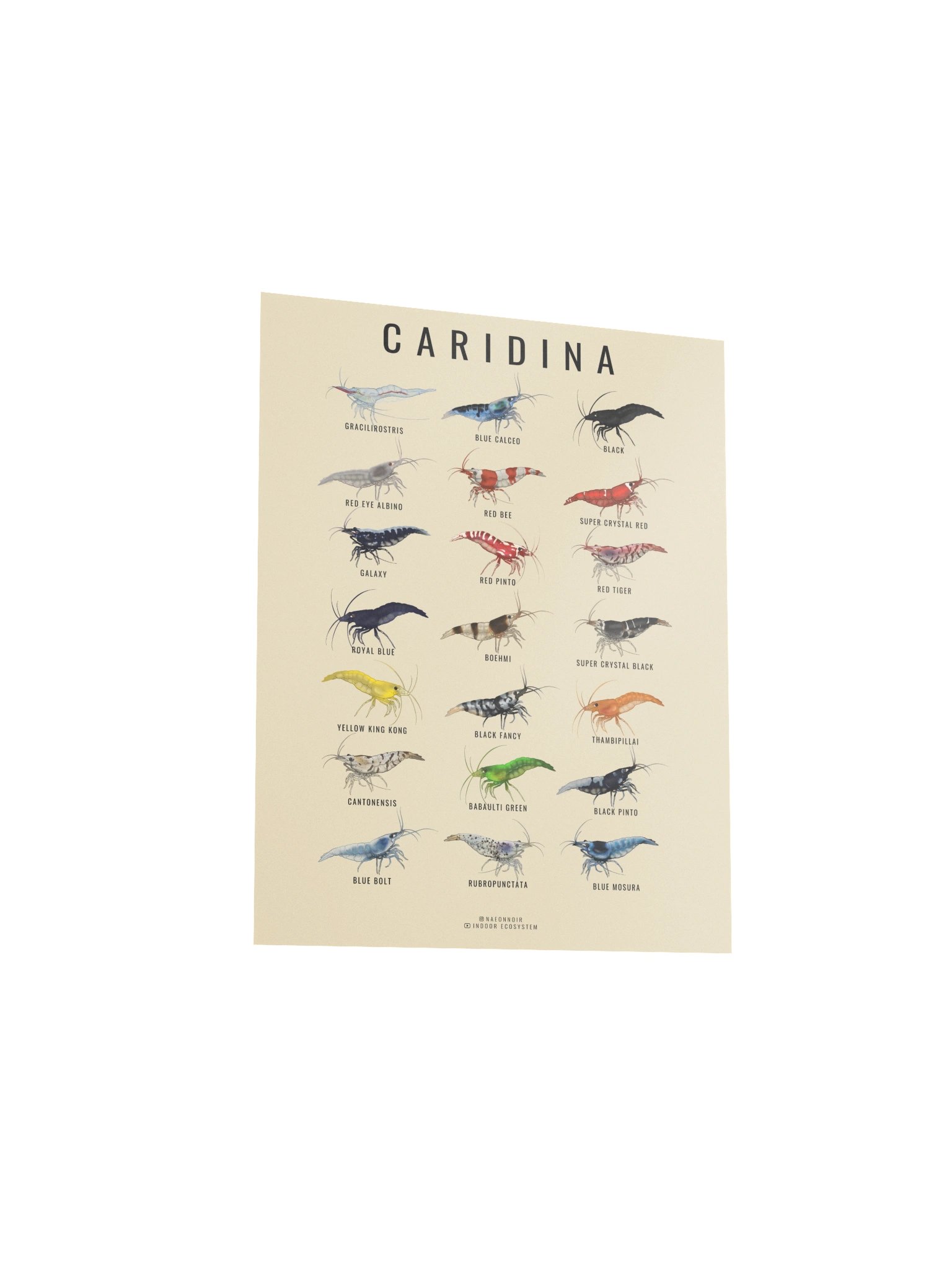 CARIDINA SHRIMP POSTER (CREAM) product image (3)