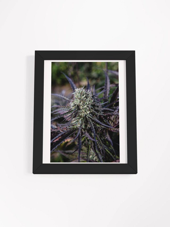 Royal Purple Cultivated Framed Poster Print product image (1)