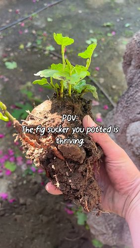 It’s been fun watching this little cluster of roots and stems grow into a full fledged fig plant.  I’m glad I dug it out and ...