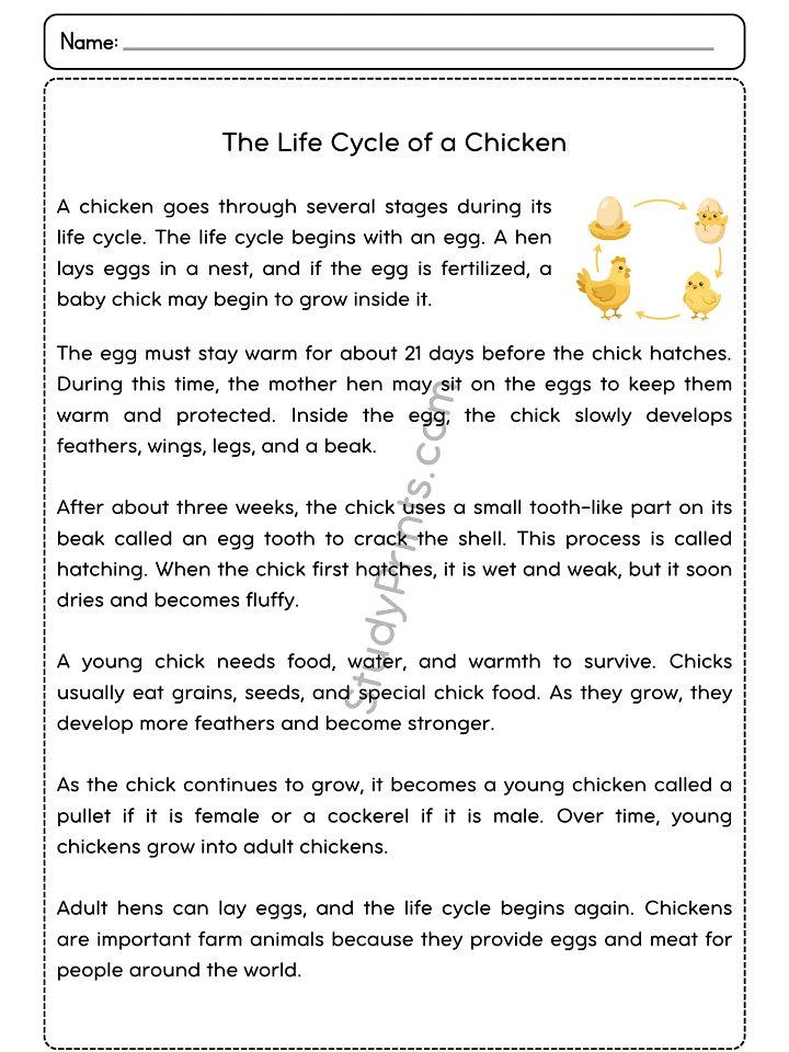The Life Cycle of a Chicken Reading Comprehension Passage and Questions | Printable PDF product image (2)