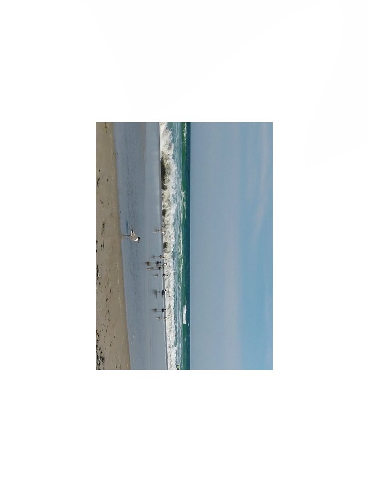 Shoreline Gathering - Print product image (3)