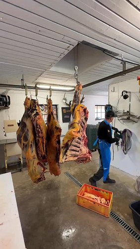 That was a very big Fjallkö cow. Fun morning always with Torbjorn and Anders
