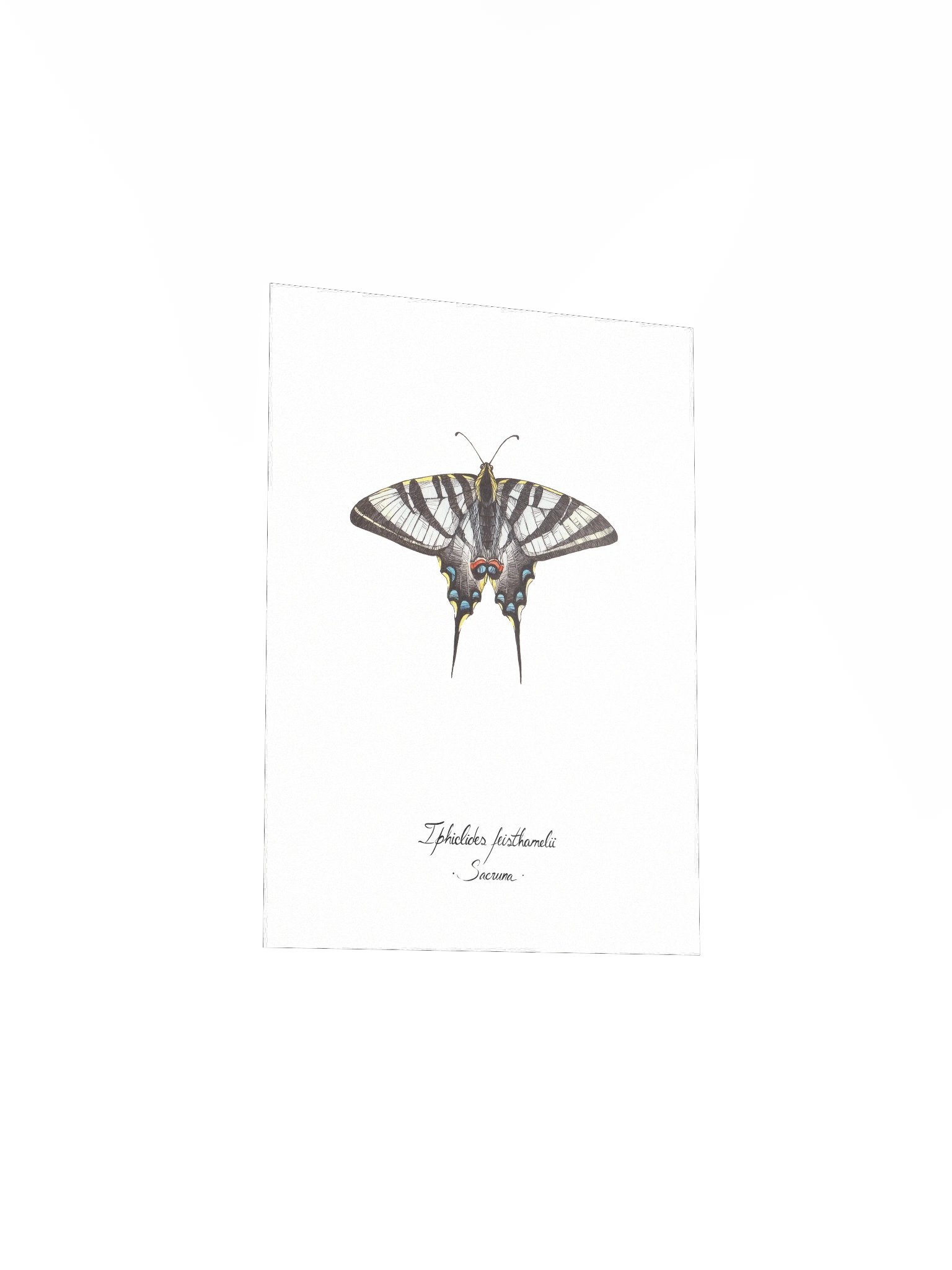 Iphiclides Feisthamelii • Print product image (5)