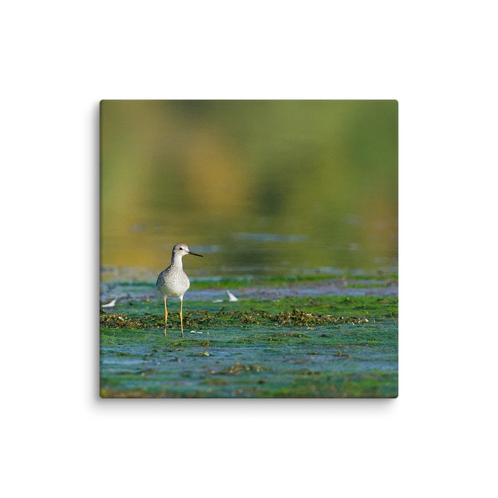 Yellowlegs in Green Algea product image (1)