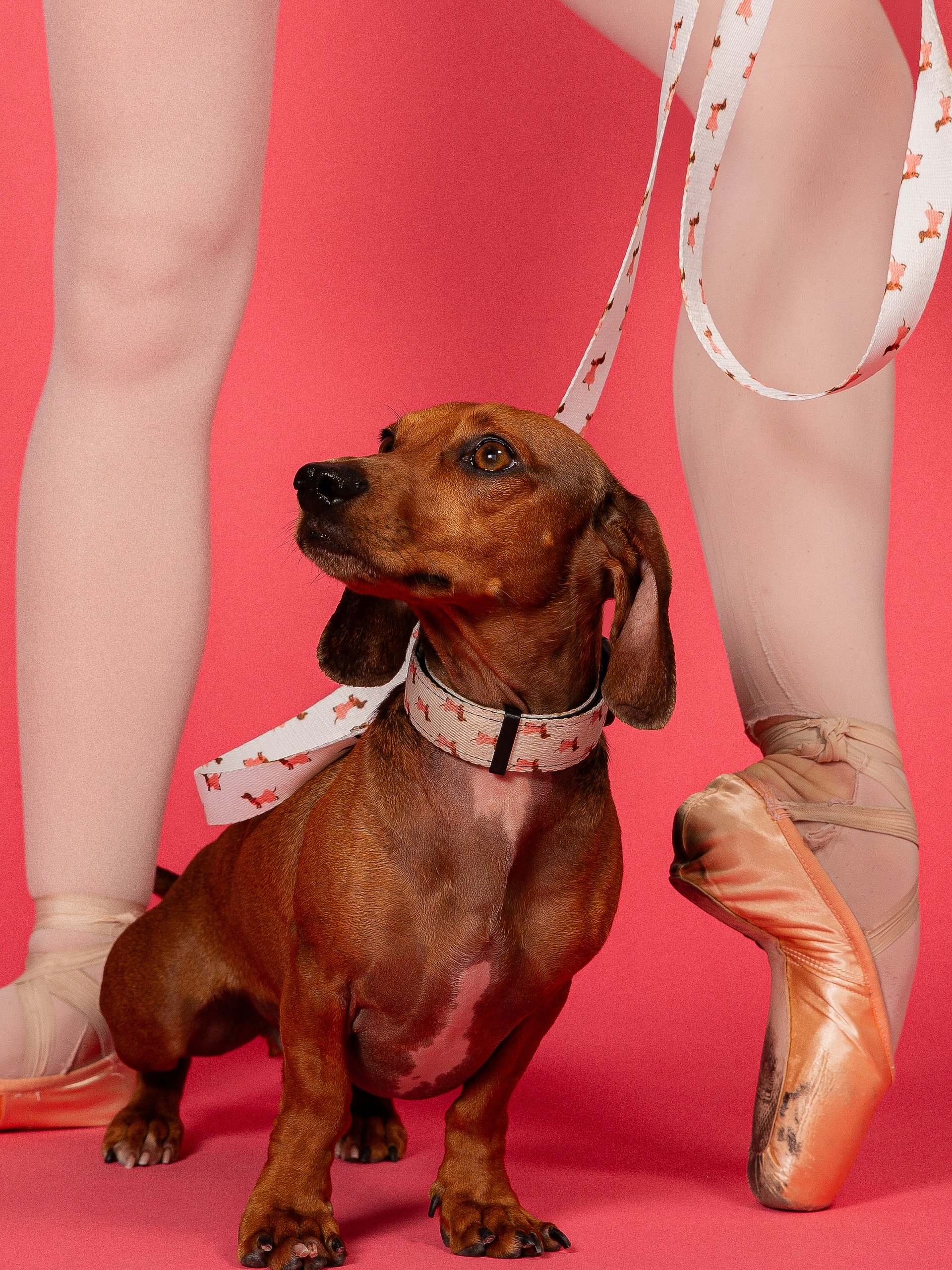 Doxie Leash product image (1)