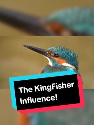 There's a reason the Kingfisher influenced one of the best engineering practices of our time! Full Vid on my Y T Chan!  #kingfisher #wildlife #nature 
