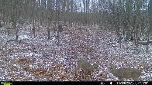 Amazing to see a daylight fight between two bucks on November 30th that lasts for over 20 minutes. No hunters in sight, inclu...