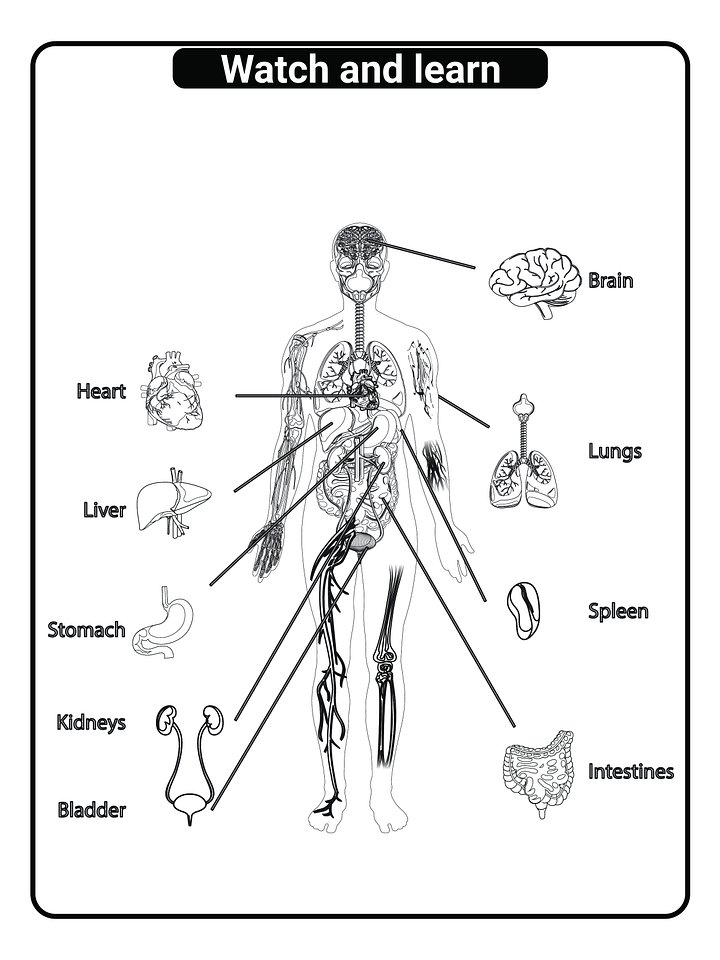 Printable Human Anatomy Coloring Book (PDF) product image (2)
