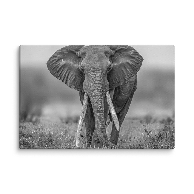 Elephants & Giants
