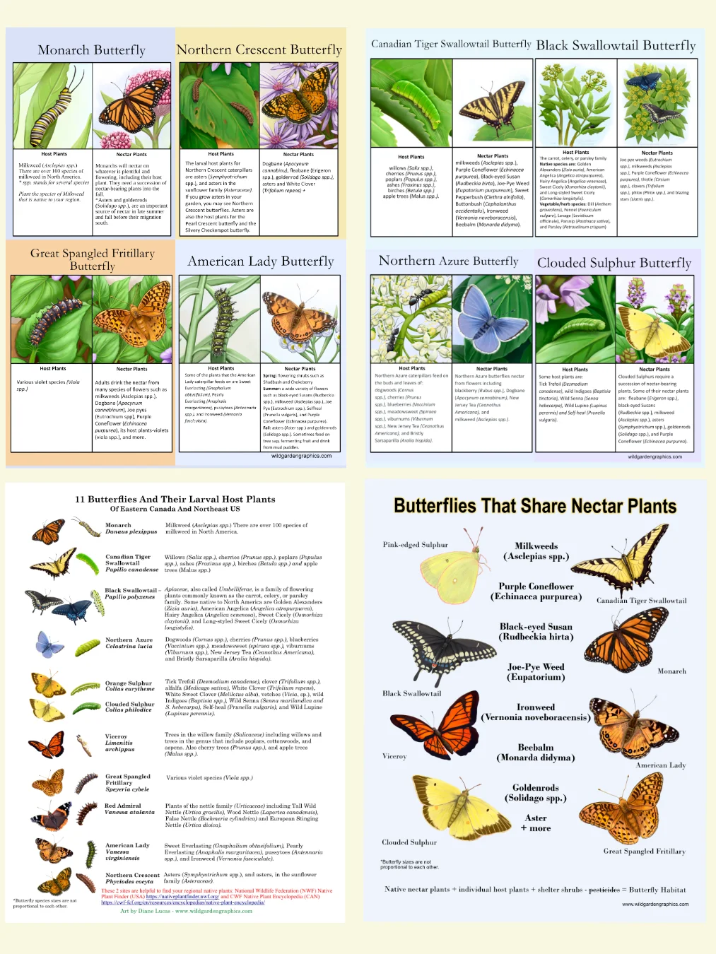 Butterfly Info Pages product image (1)