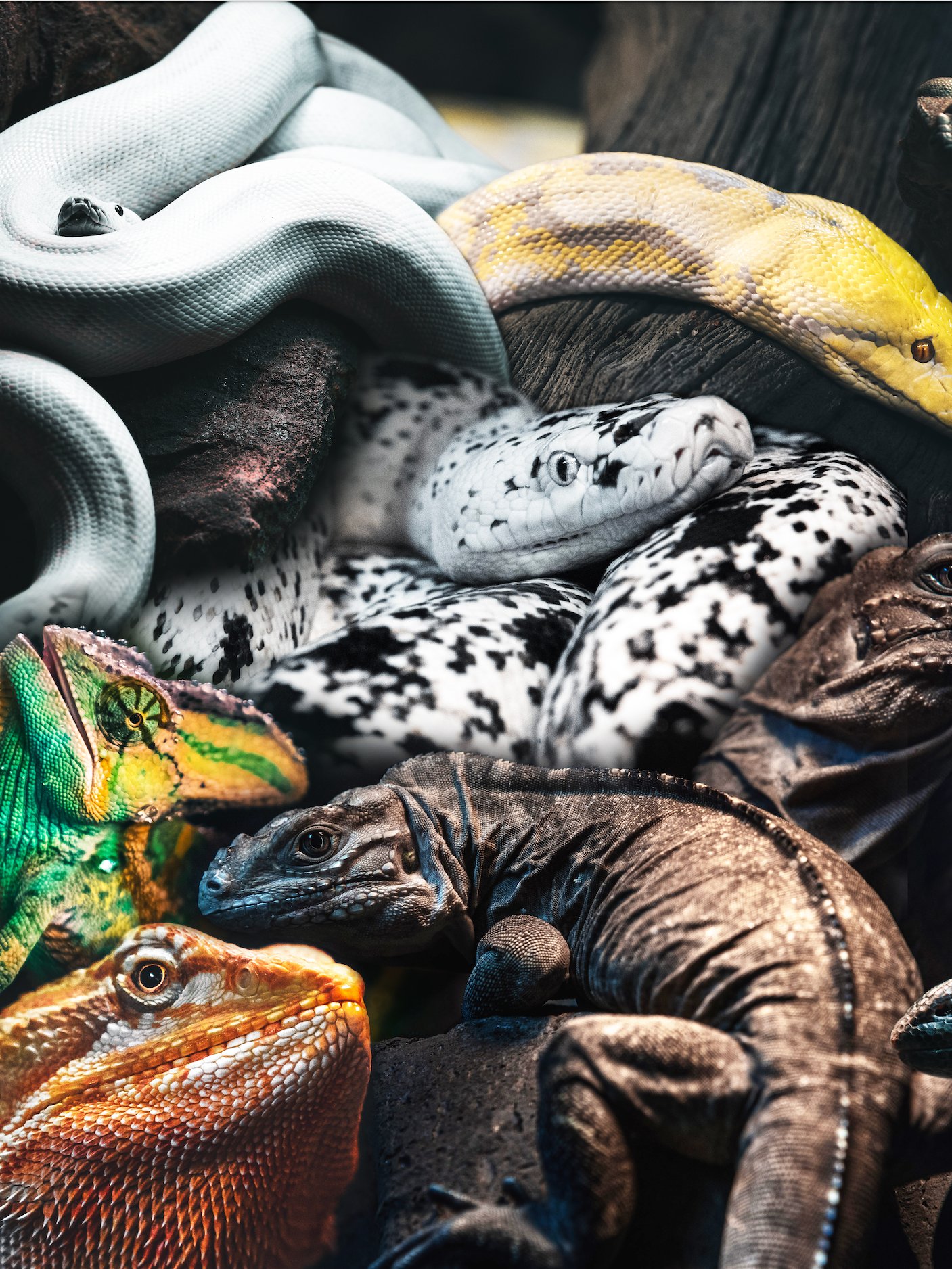 Reptile Mural product image (1)