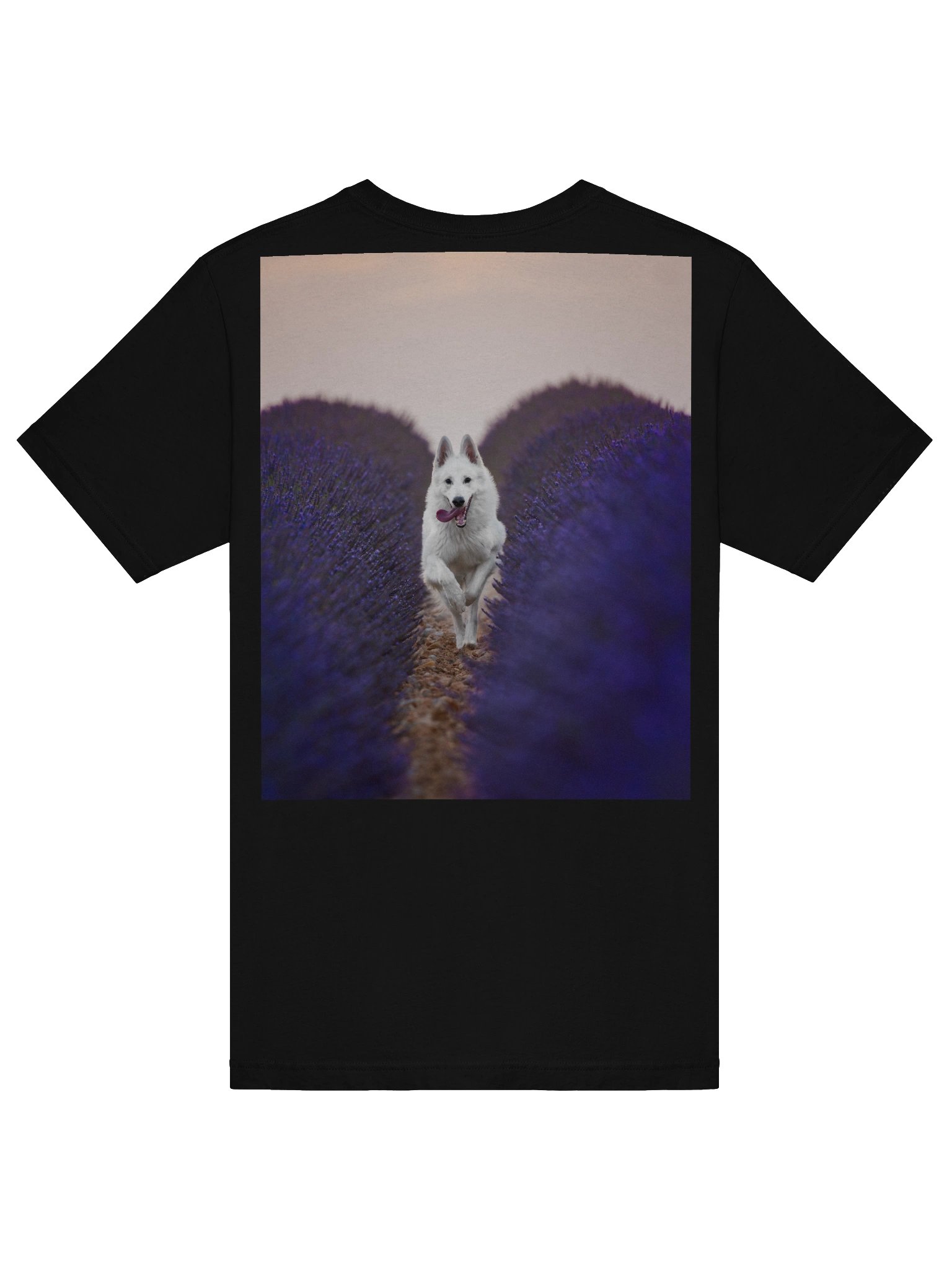 Rasta in the lavender fields product image (28)