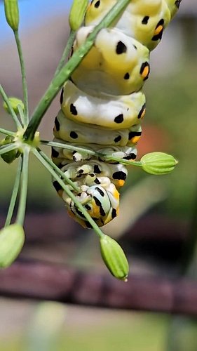 Your mission, should you choose to accept it: clear every dill flower head in this garden before sundown. Move over @tomcruis...