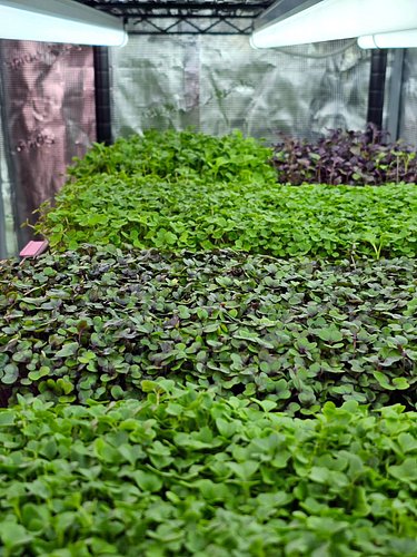 🌱 Microgreen Mornings — 100% grown without soil or coco-coir 

#Microgreens #growyourownfood #sprouting #hydroponics #growroom
