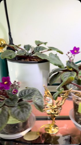 Quick African Violet walk through
- Dark Pink
- Dusky Pink
- Neptune Purple
- NOID White/Purple
- Ma’s Secret Child 
- Taffet...