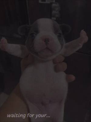 #pibble 