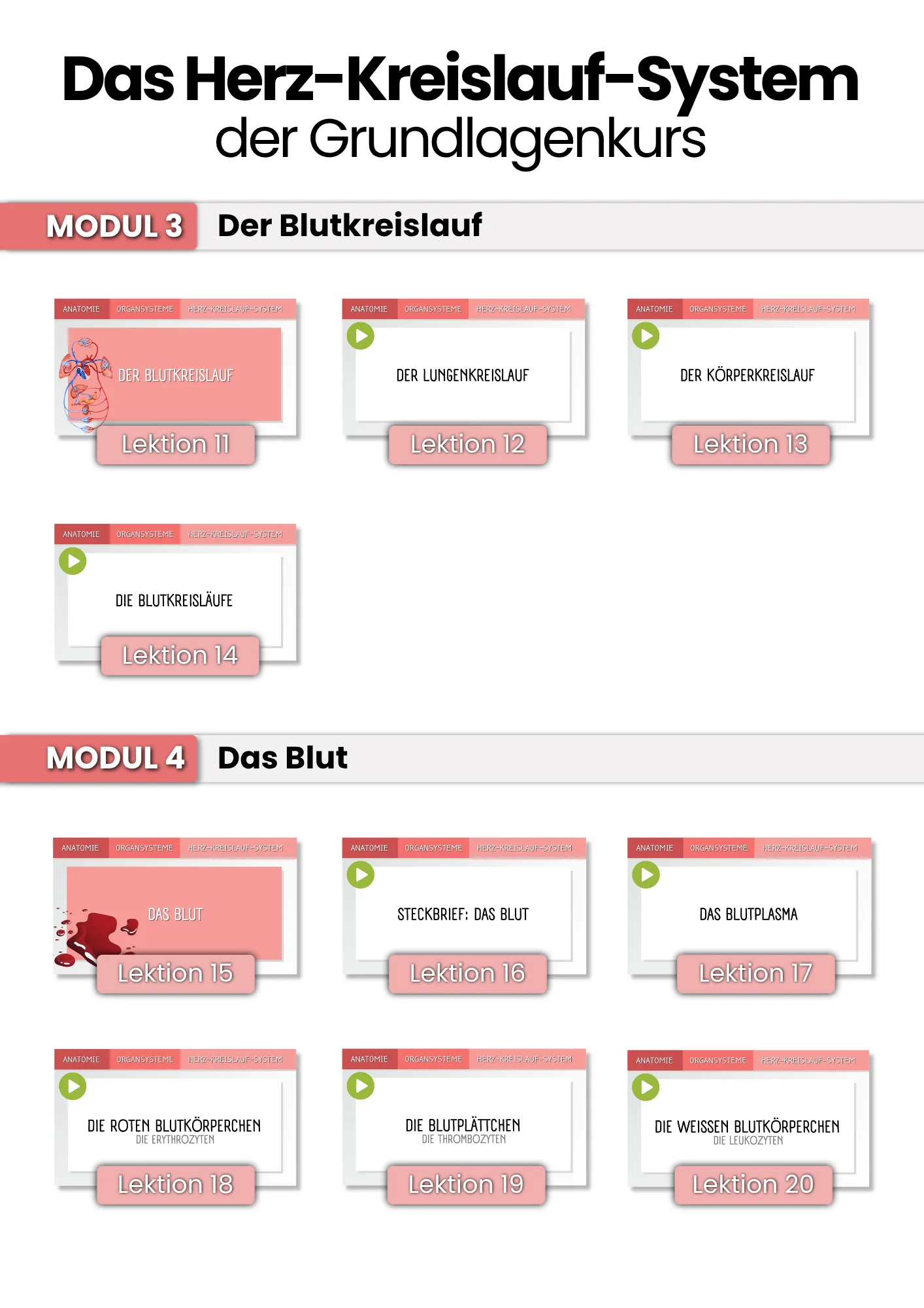 Das Herz-Kreislauf-System | der Grundlagenkurs product image (5)
