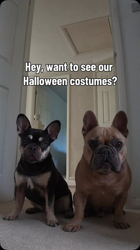 Want to see our Halloween costumes? 🎃 👻 

Which costume do you prefer?

#halloween #doghalloween #halloweendog #halloweencost...