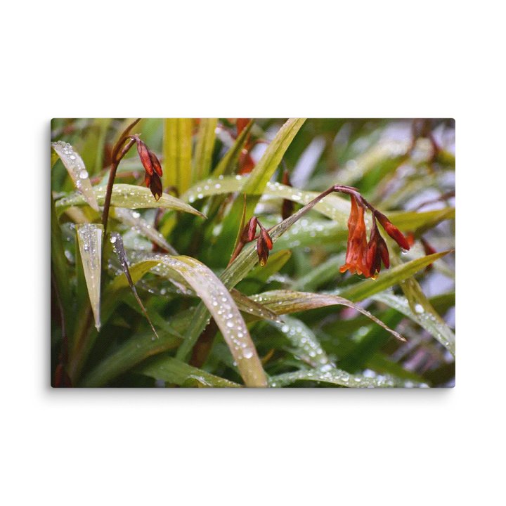 Canvas: Höstlilja Raindrops product image (10)