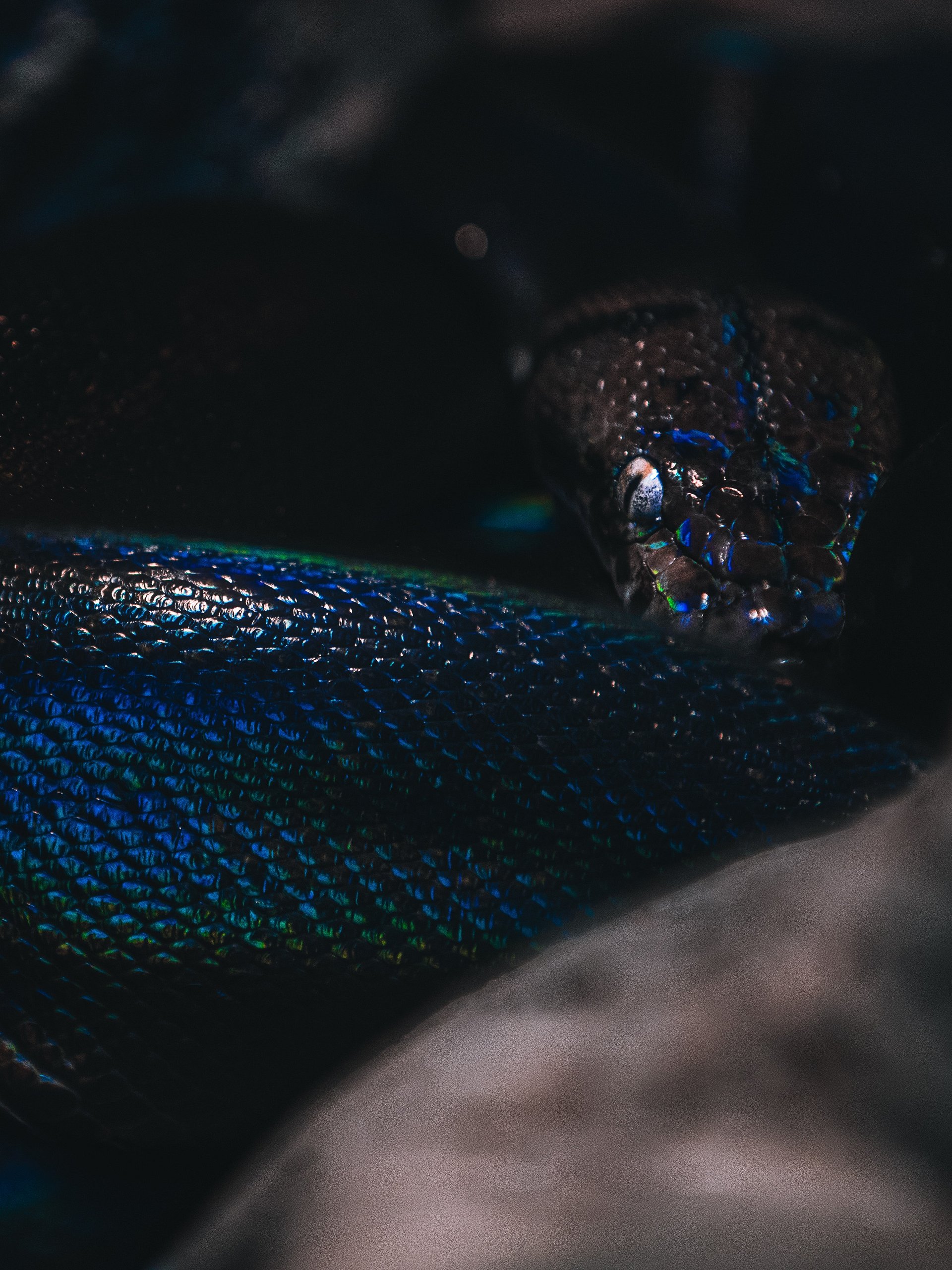 Black Reticulated Python product image (1)