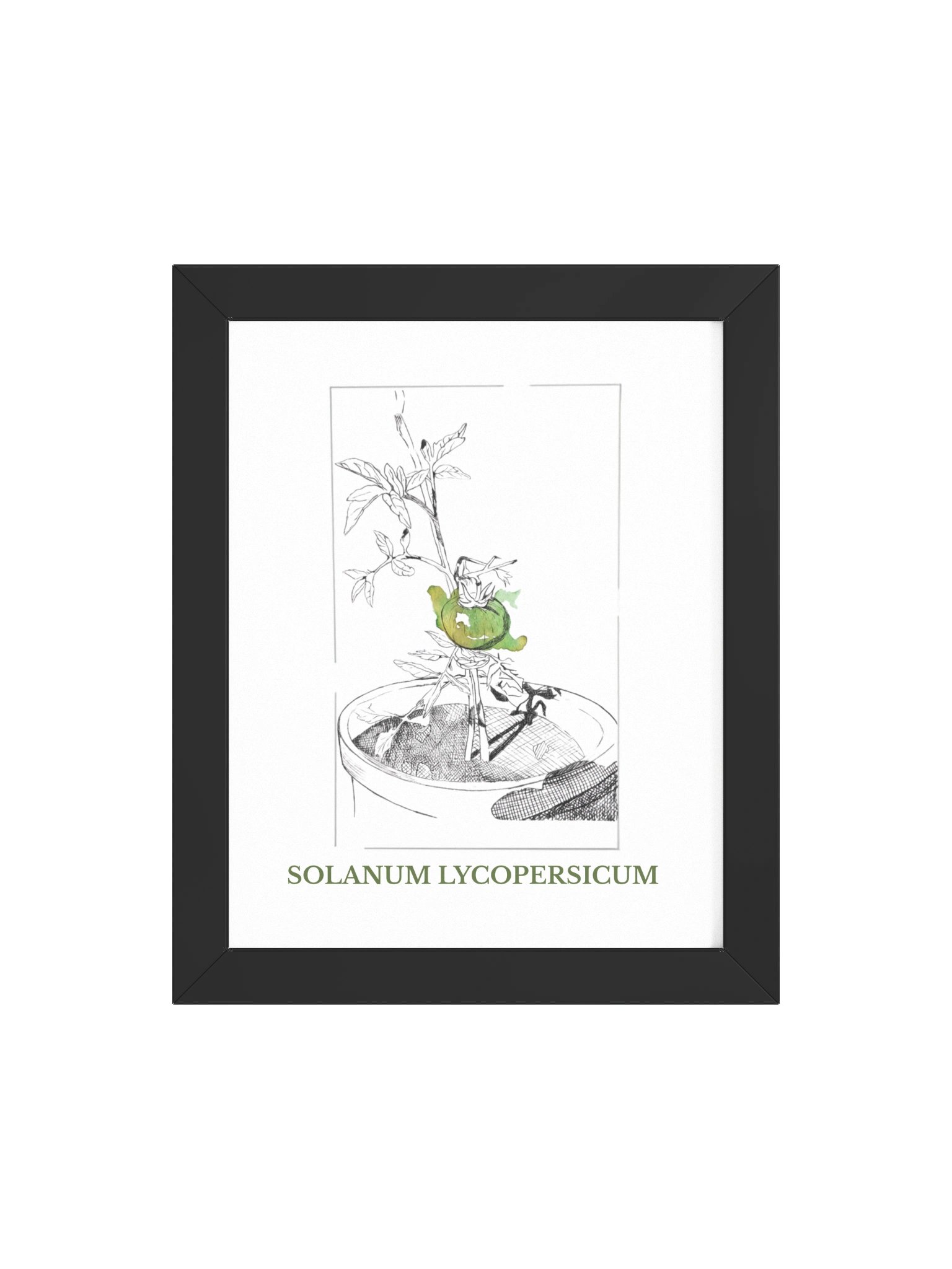 Solanum lycopersicum, fine art canvas (print on demand) product image (4)