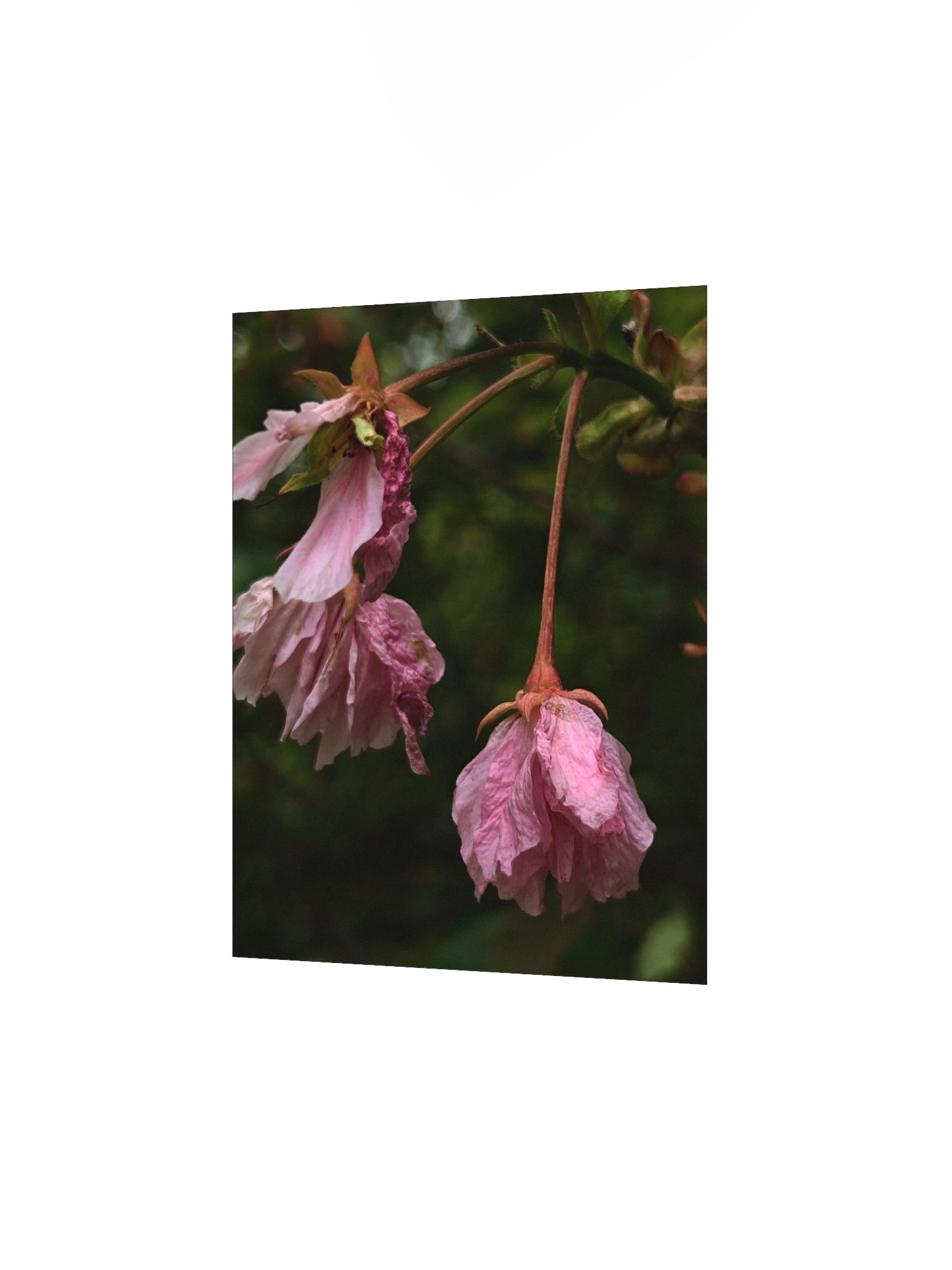 wilted cherry — from "holding" | art print | eza | casa de karma product image (2)