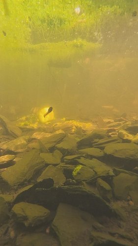 If you have never seen the inside of a wet hole. (Pond)

Nows your chance.

Little tadpoles thriving. Fish to be added next w...
