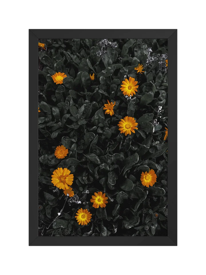 Daisy Delight product image (1)
