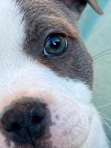 I’m struggling to sleep. Our new girl, Freya comes home in a few hours. Yay! 💕 #puppylove