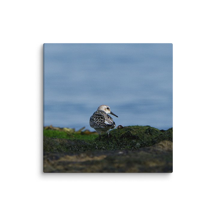 Pectoral Sandpiper Looking Over Shoulder product image (16)