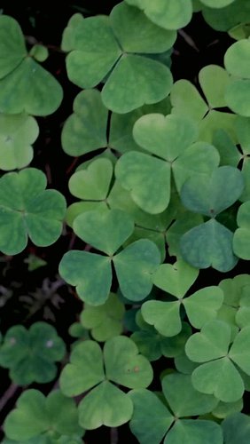 The shamrock may be small, but it has become one of the most recognizable symbols of Ireland.

Its story is closely connected...